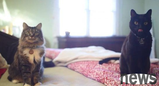 So good at choosing cat slaves! The little stray cat got lost and broke into the governor s mansion and was taken in