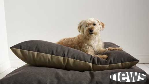 How to train a dog that is afraid of entering the cage?