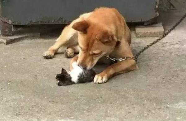 Shiba Inu is a daddy to kittens. He is busy taking care of them. The interface is so considerate that it makes you cry!