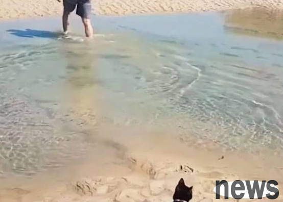 The master waded across the river easily, and the black cat was stunned for a while and calmly followed.