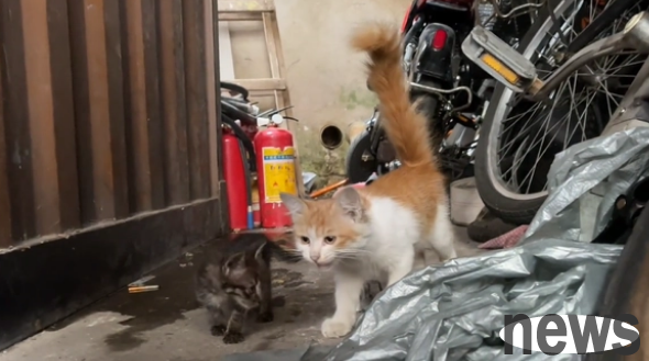 A stray female cat picked up a stray kitten and they depended on each other for life