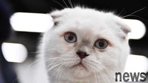 The kitten was given away for free, but a friend learned it was a 