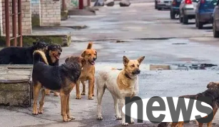 Dogs ate rat poison and barked and ran away | Many dogs in Harbin accidentally ate rat poison. Be careful when walking your dog-Harbin