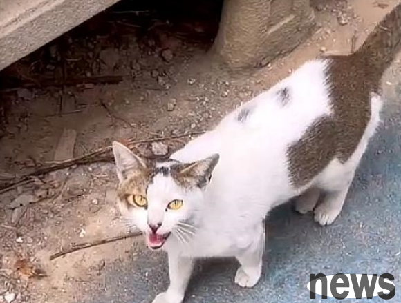 Stray cat mother stopped passers-by: Can you give me some food? Just a little bit, the kids are hungry