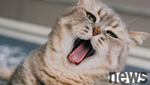 A French pet cat finally found its owner after 13 months