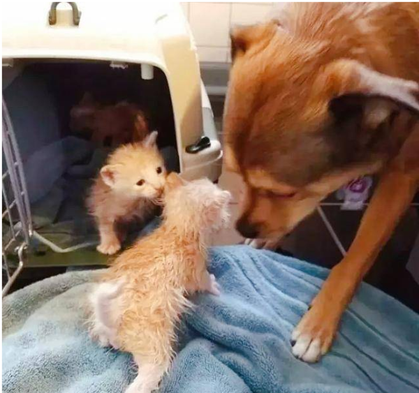 The dog picked up 3 little orange cats and became a cat father. There are cats everywhere he goes...