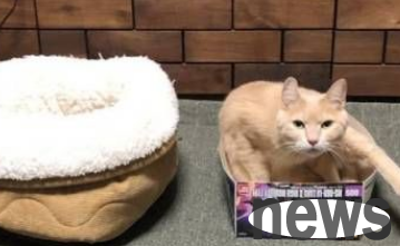 Five cats ignore comfortable sleeping areas but have a soft spot for cardboard boxes