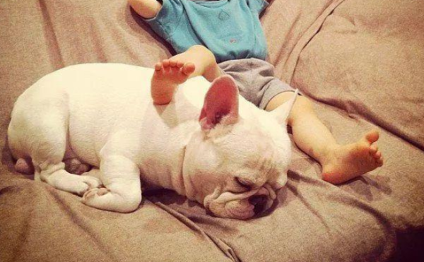 What is it like to have a dog that can take care of a baby?