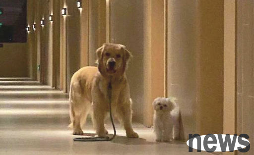 The owner was reluctant to go out, so the two dogs turned around and started running wildly: Goodbye, I want to go on a long trip.