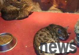 The reticulated python hibernates, and the 