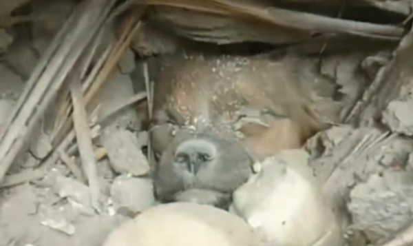 The little local dog was buried in the rubble of the dilapidated house. His life was hanging by a thread. He was suspected of being abandoned by his owner. He was buried while waiting at the same plac