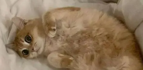 Kitten looking for a home｜Four cute brothers and sisters are waiting online for loving parents