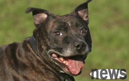 Vet doctor warns: Trojan dogs could cause fatal illness in the United States