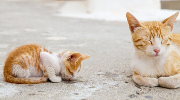 After the little white cat was taken away, the mother cat came to her house every day to beg for her babies. The kitten’s reaction was very realistic.