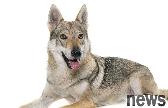 After the unhappy little puppy was kissed, I insisted on taking the kitten home. This cat has to be responsible for me.