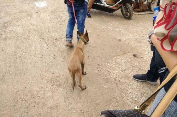 In the dog market, a man sells Malinois puppies for 500 yuan. Why is no one buying them?