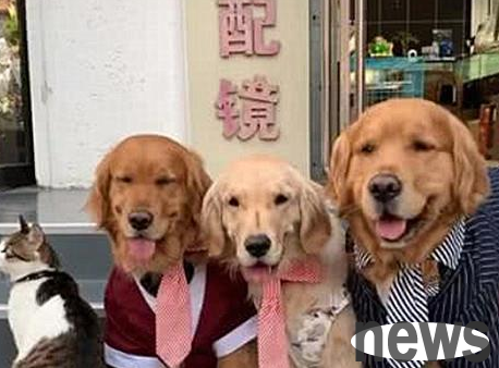 While taking a family photo, the golden retriever bit the cat and was so warm