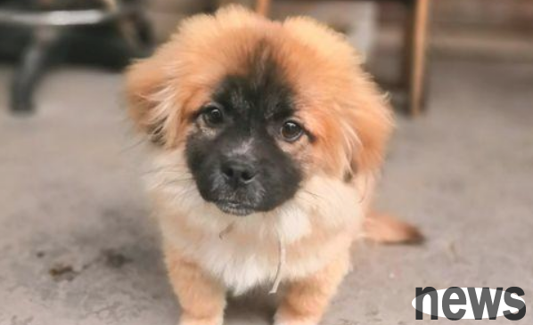 A girl picked up a stray dog ​​at home. Her mother saw it and lost it twice. The last time she finally lost her heart.