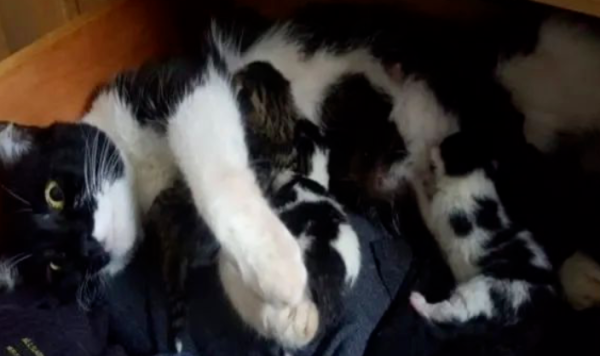 When netizens rummaged through the cupboard, they found a large litter of strange cats.