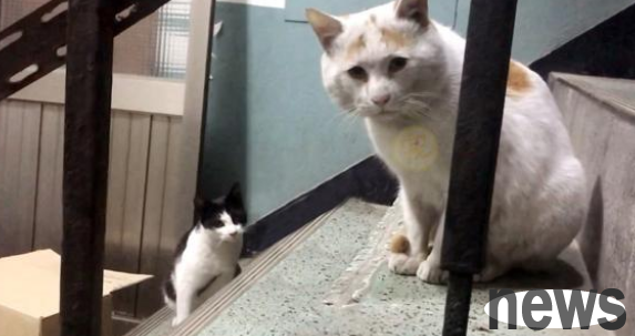After feeding a stray cat, the mother cat sent the kitten to the door many times. After the kitten was taken in, the kitten chose to leave.