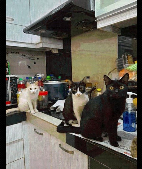6 cats have taken over the kitchen, and now there is nothing they can do. Cats: the first step to tame humans!