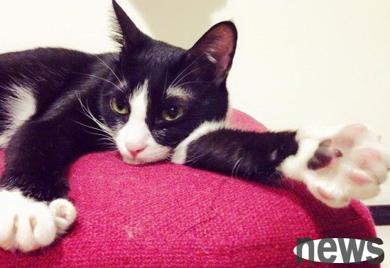 It turns out that cats are also left-handed and right-handed? Cats that use this hand are more aggressive