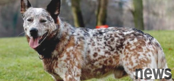 The world s longest-lived dog, Australian Cattle Dog Bujuyi, lived for 29 years in May