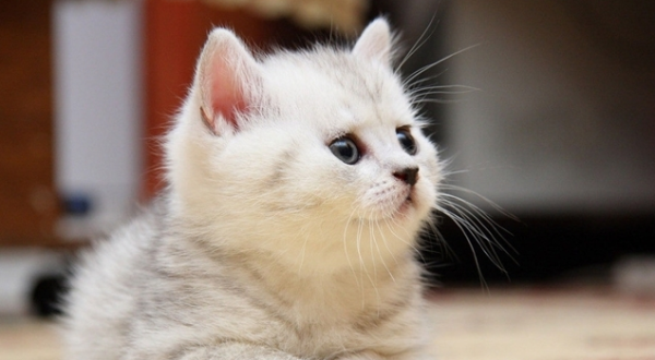 Yu Zheng s new drama 