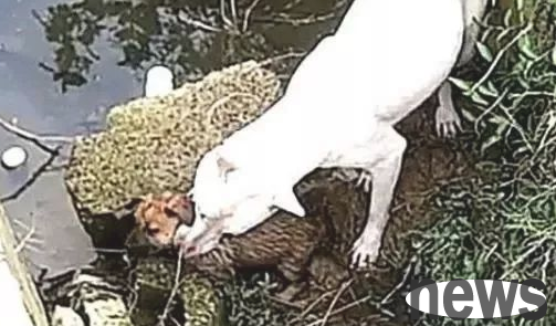 I took my dog ​​for a walk in the park. The dog suddenly jumped into the drainage ditch. I followed him to take a look and rescue him quickly.