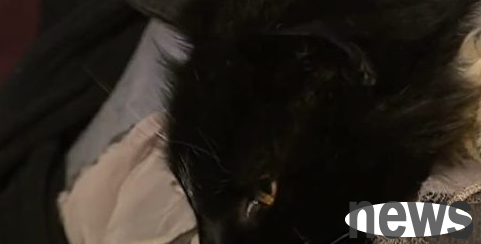 After 13 years of separation, Australian cat finally returns to its owner