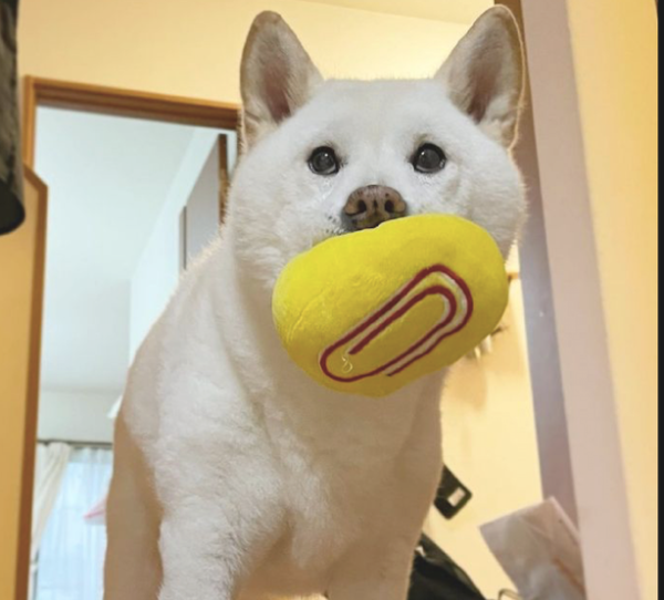 The dog came to play with its owner with a ball in its mouth. After being rejected, the dog looked very disappointed: Why don t you play with me?