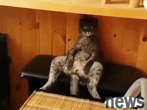 A woman took her cat to be neutered during the day. When she got home from get off work, the cat looked wrong.