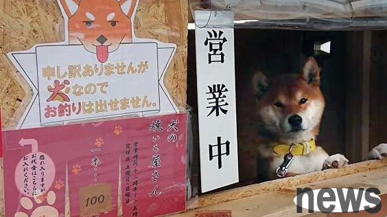 Shiba Inu sells grilled sweet potatoes on the roadside. They only charge money and don’t give any change. The whole street is booming.