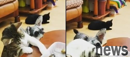 The little thieving cat is fishing for clams at the table, thinking that no one else can see it and feeling complacent