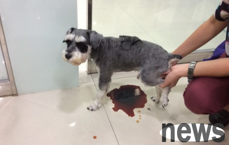 Dog oozes blood in urine after eating onions! The pet doctor said this
