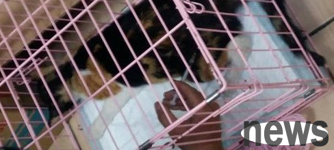 Abused stray cat accidentally breaks into trap and is accidentally rescued