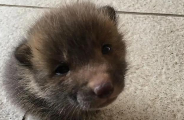 The puppy came to my door asking for adoption. After a few days of raising it, I noticed something was wrong. I consulted the veterinarian and said it was not a dog.