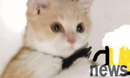 The newly brought home cat was stared at by Erha, and in the next scene the owner covered his face in shame